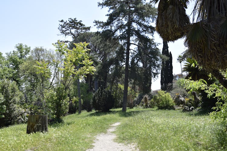 Footpath In Park