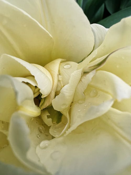 Gratis stockfoto met bloemblaadjes, detailopname, natuur