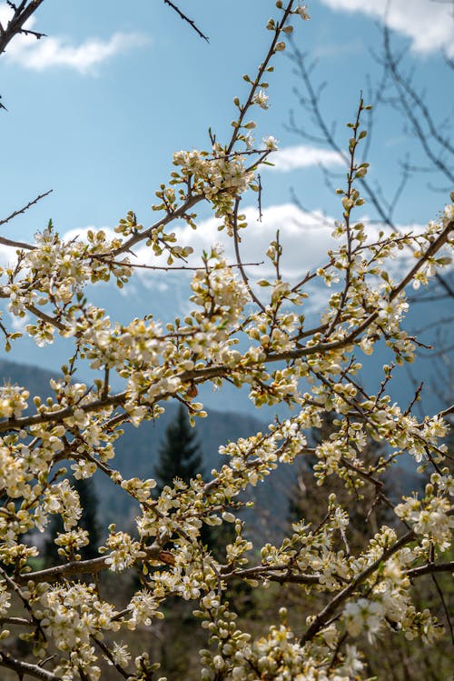 Free Flowering tree Stock Photo