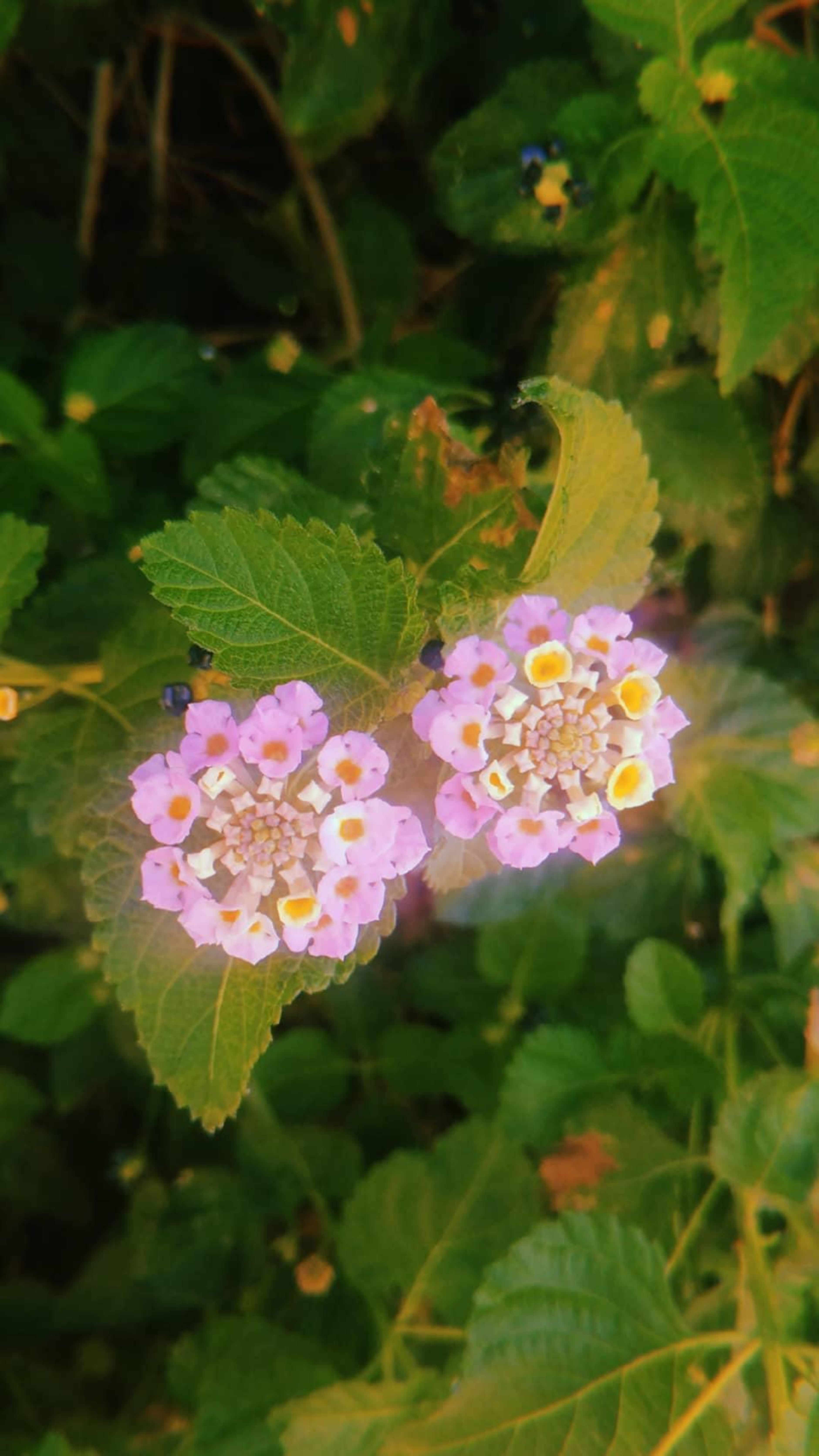 Close-up of pink lantana flowers with green leaves, showcasing natural beauty and vibrant colors.