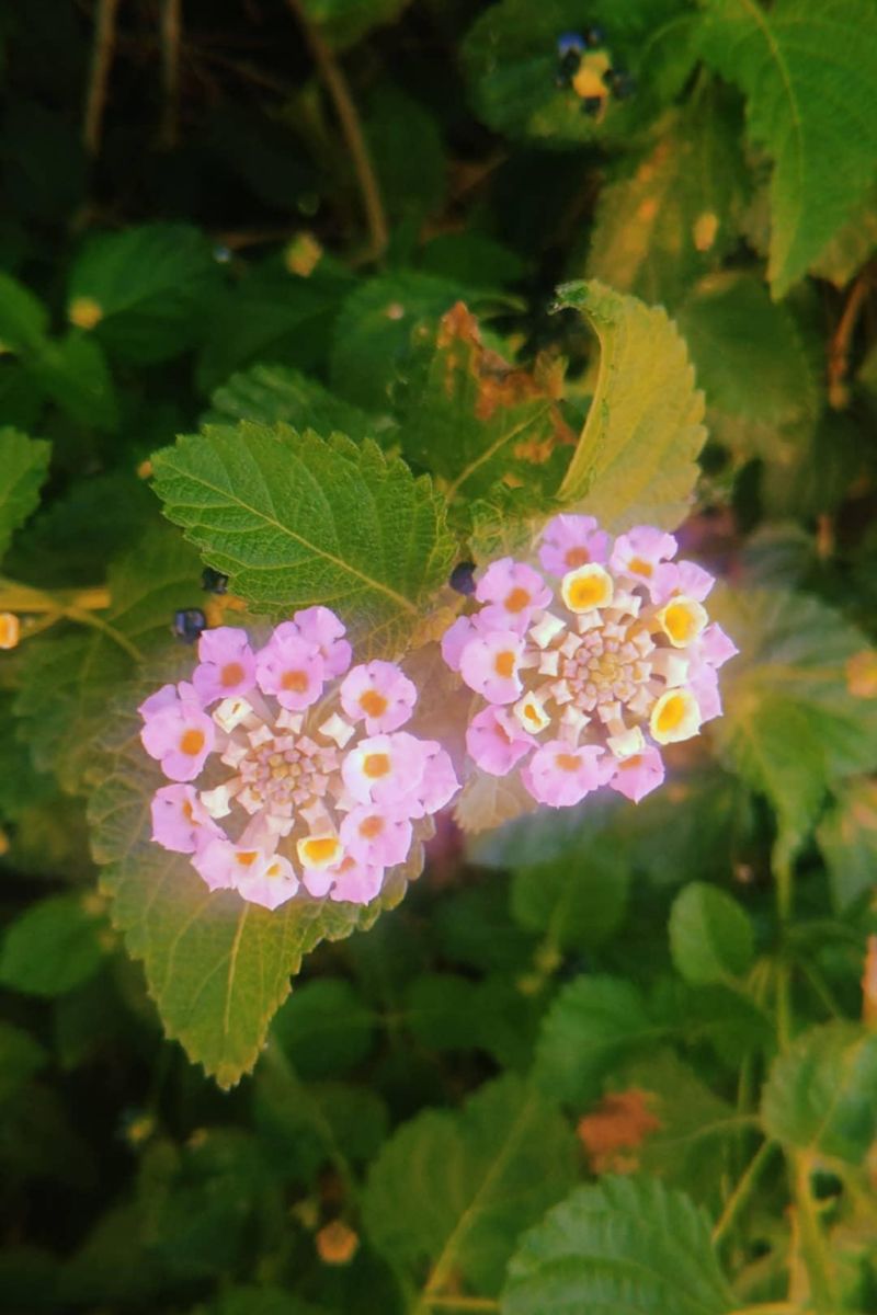 Close-up of pink lantana flowers with green leaves, showcasing natural beauty and vibrant colors.