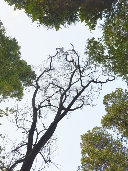 Free Looking up at forest canopy in Dhaka, contrasting lush and bare branches against the sky. Stock Photo
