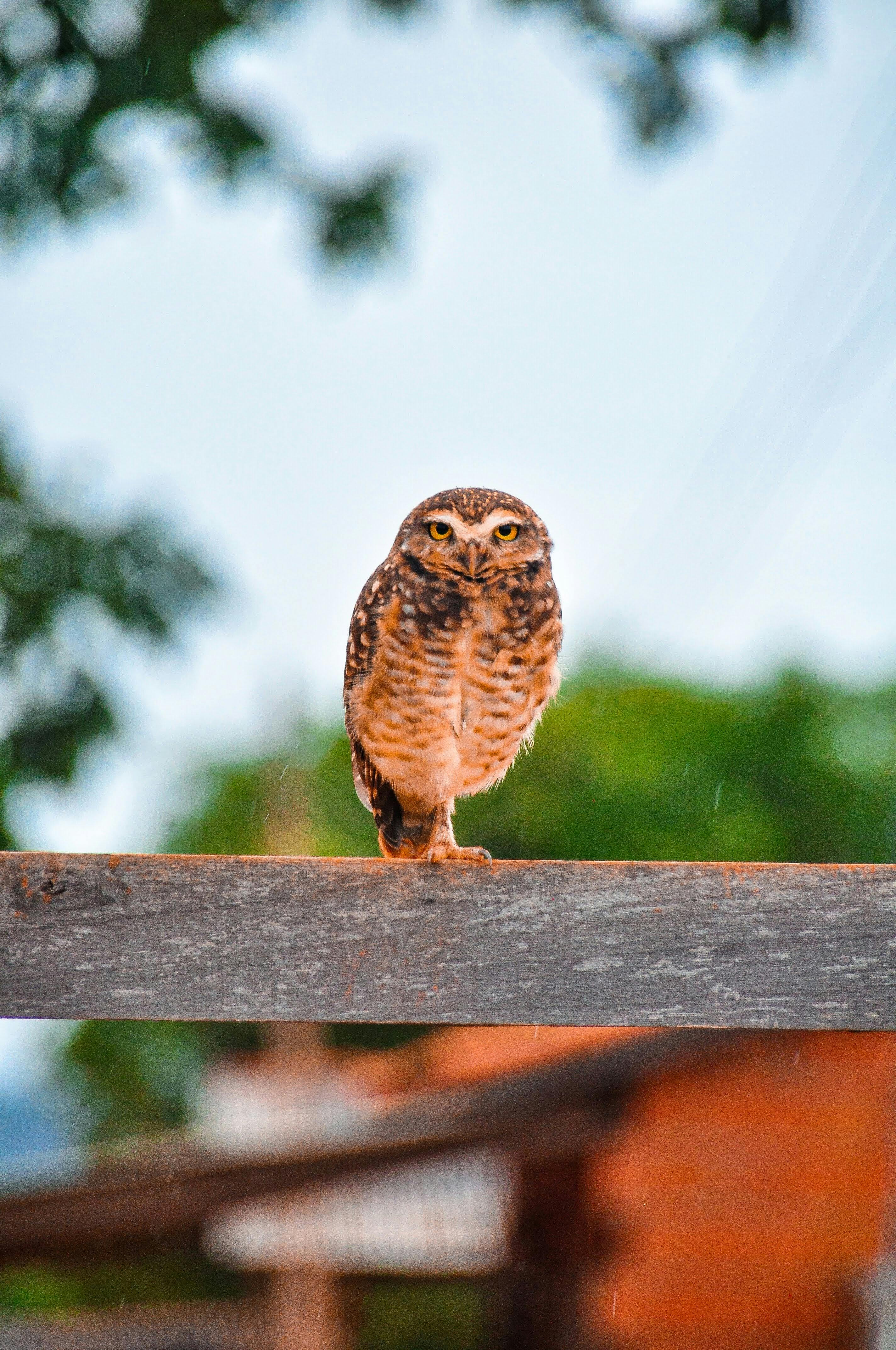 A spotted owl perched on a wooden beam with a serene outdoor backdrop, captured in vivid detail.