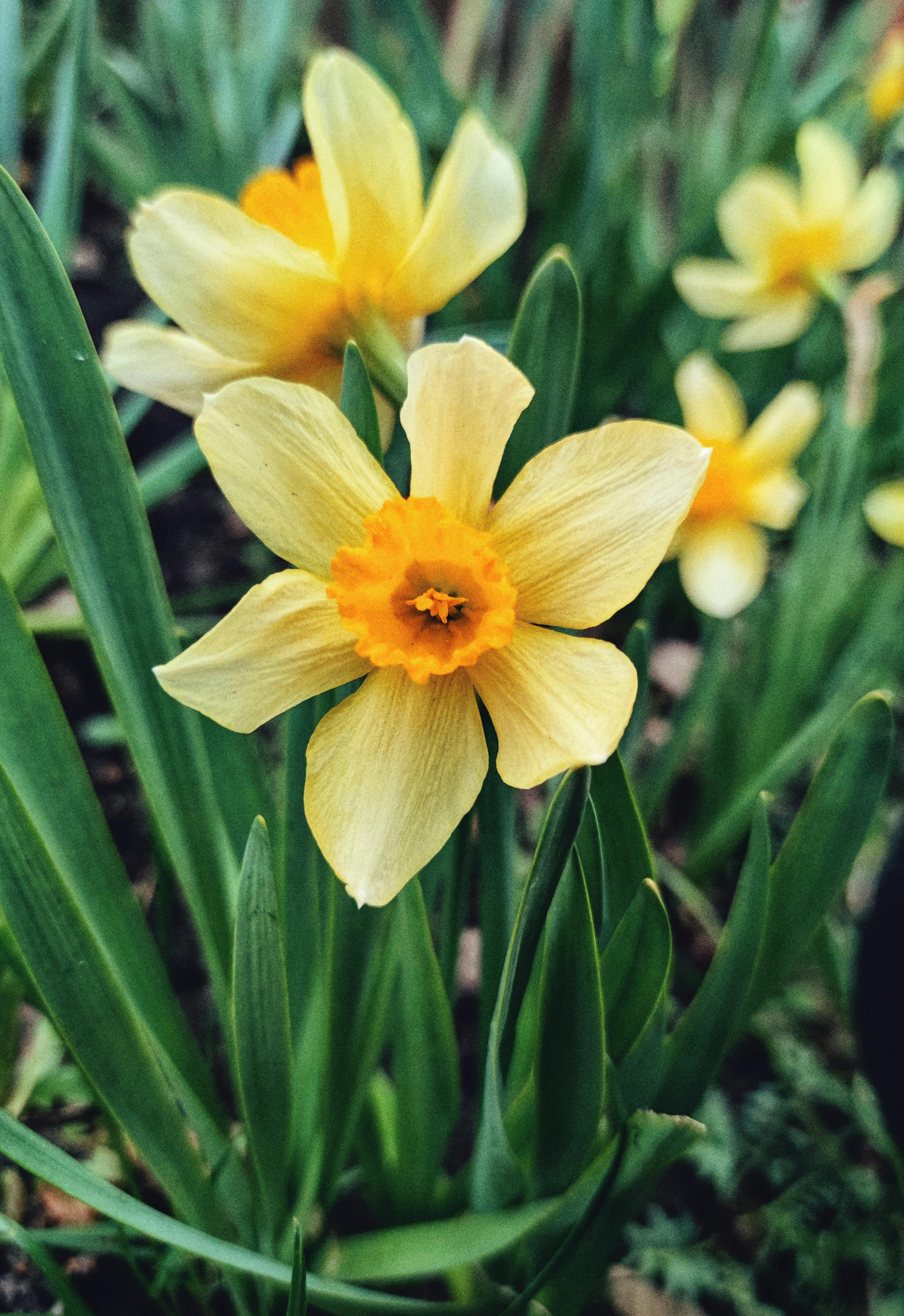 Yellow Daffodil Flower Instant Download Digital (Instant Download) 