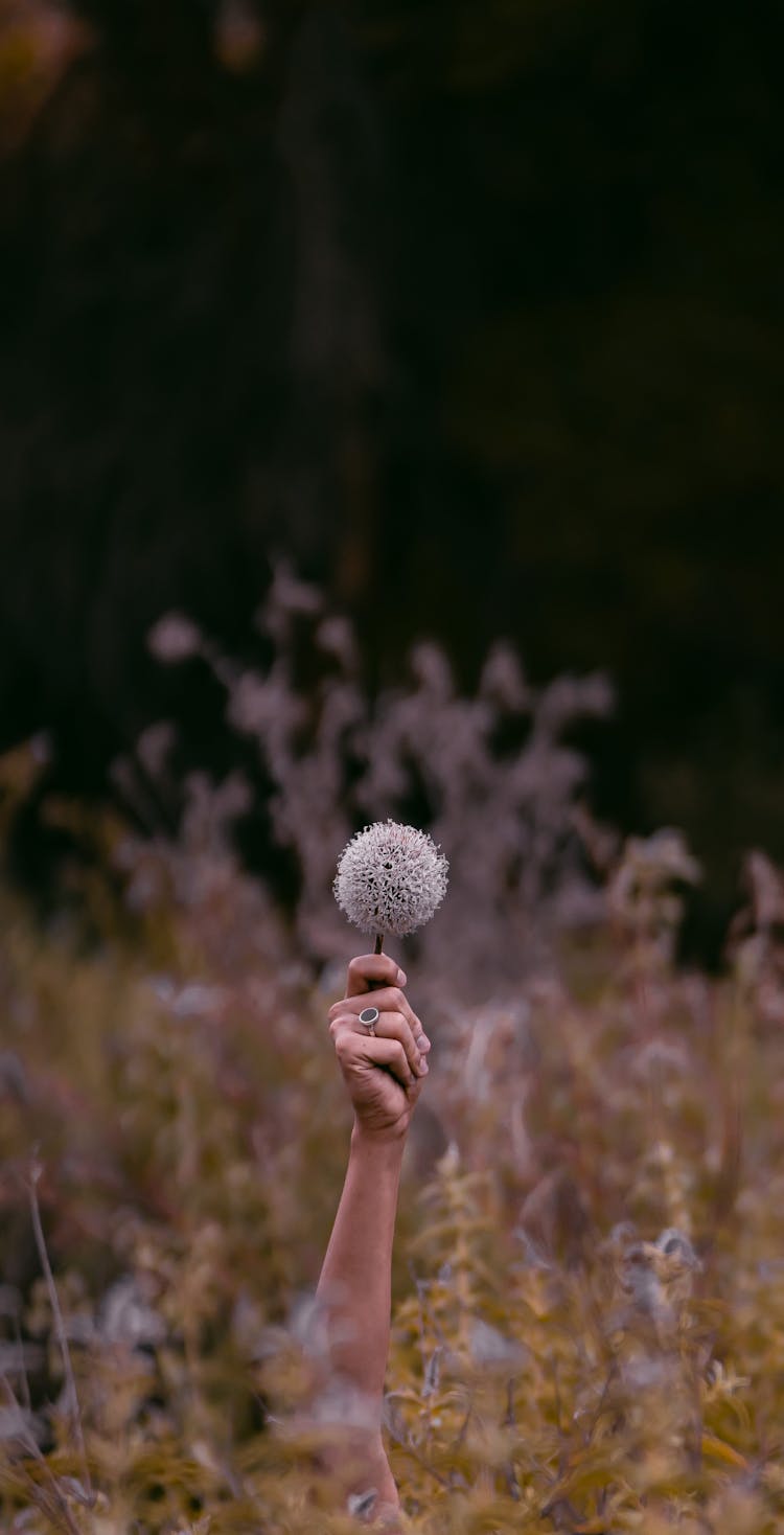 Woman Hand Holding Flower