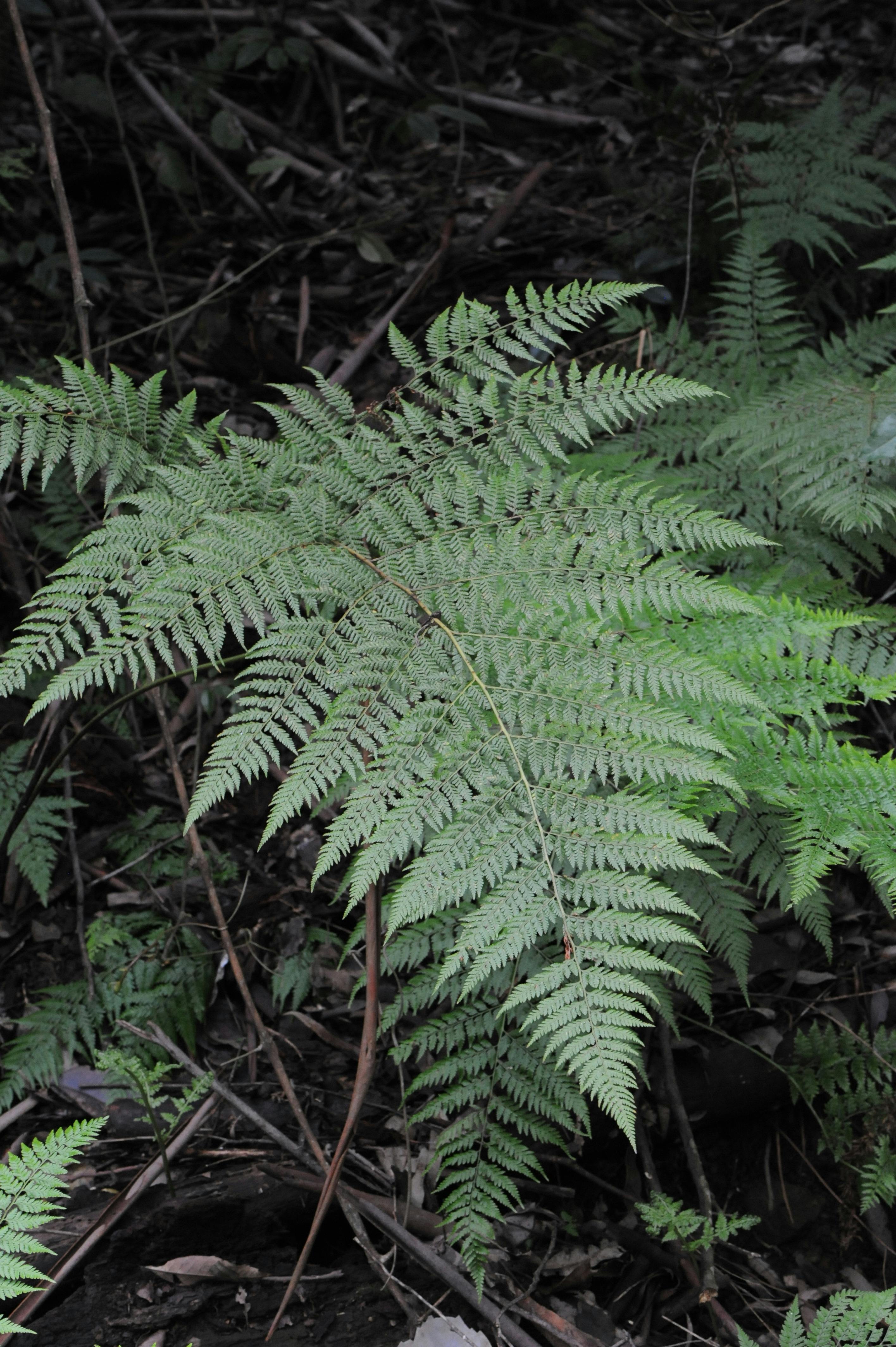 Free Stock Photo Of Dark Green Plants Forest Floor Plant