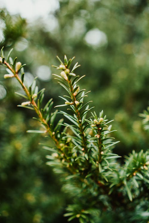 Close-up of a Conifer Branch 