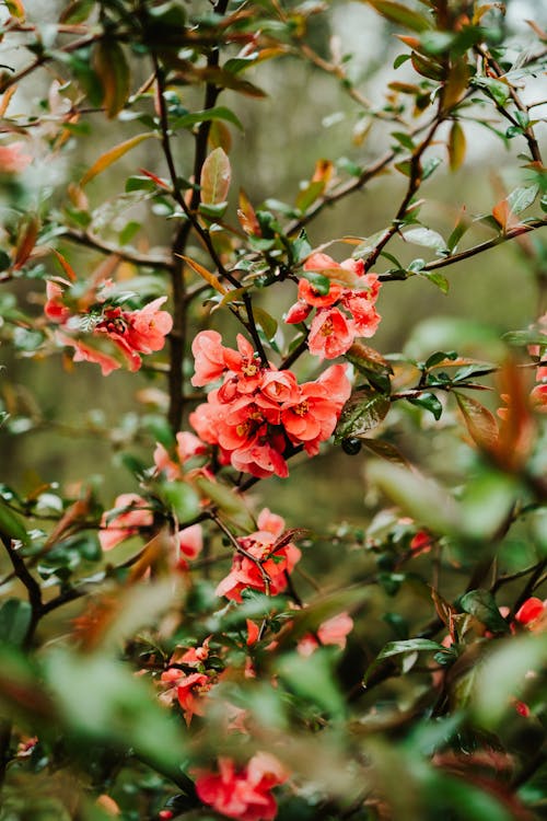 ağaç, ayva, bahar içeren Ücretsiz stok fotoğraf