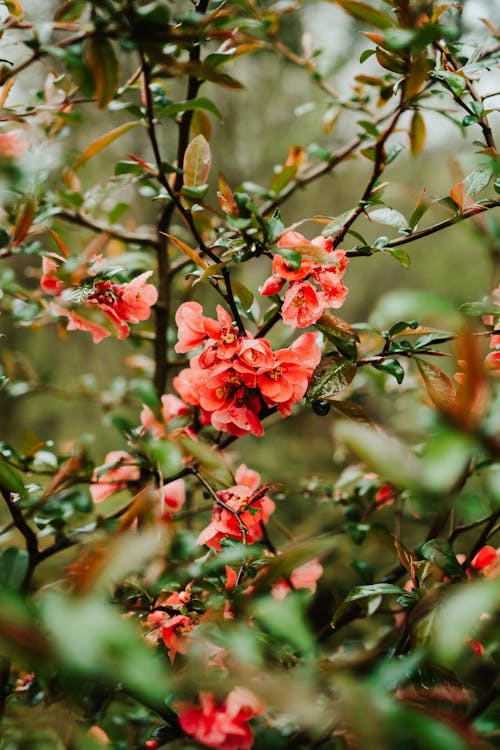 Quince Tree Blossom