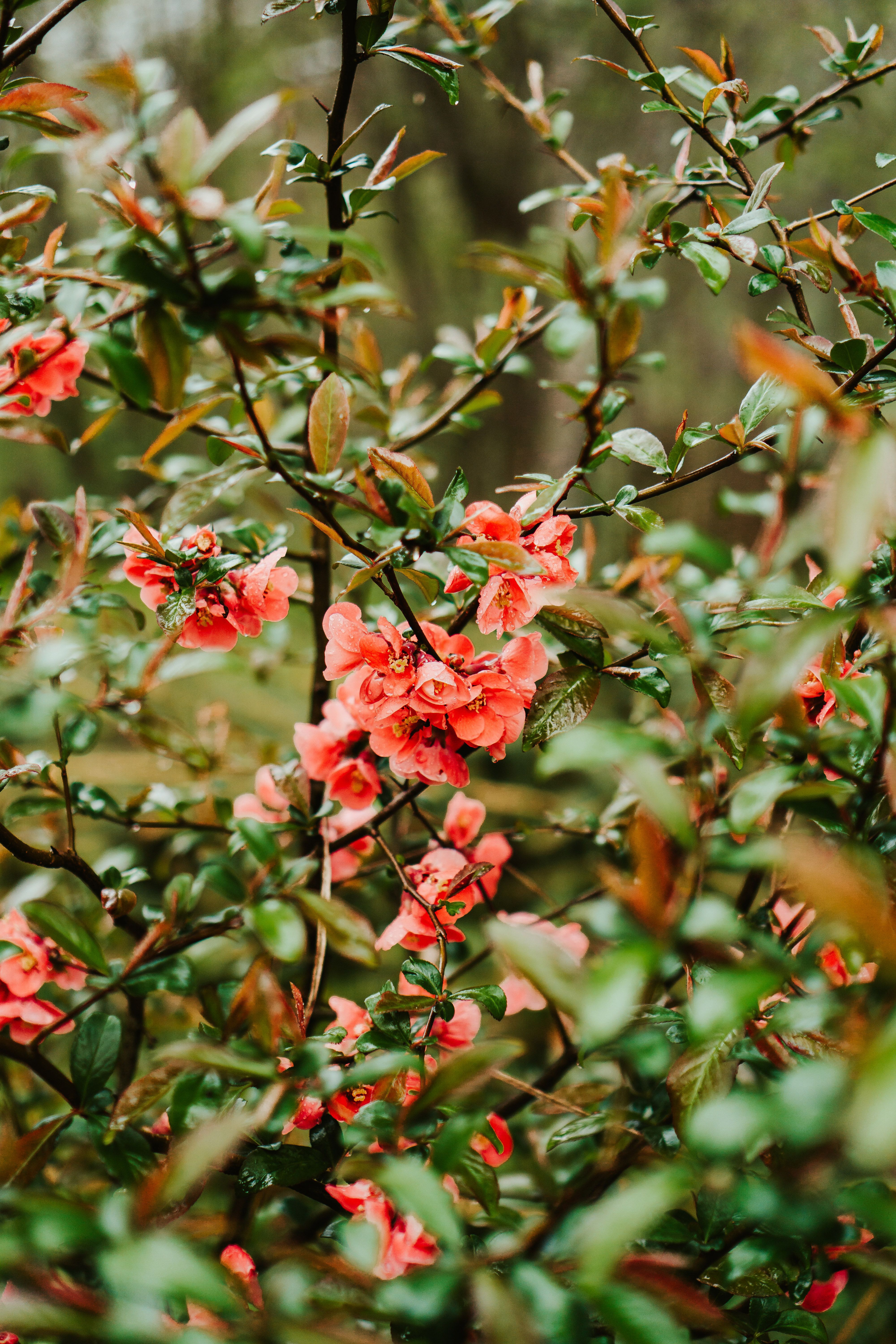 [ColoSach]-vivid-pink-flowers-blooming-amidst-lush-green-leaves,-perfect-for-nature-lovers.