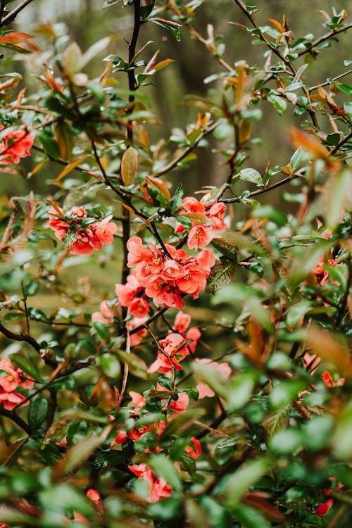 Beautiful Flowers on a Plant in Close-up Photography