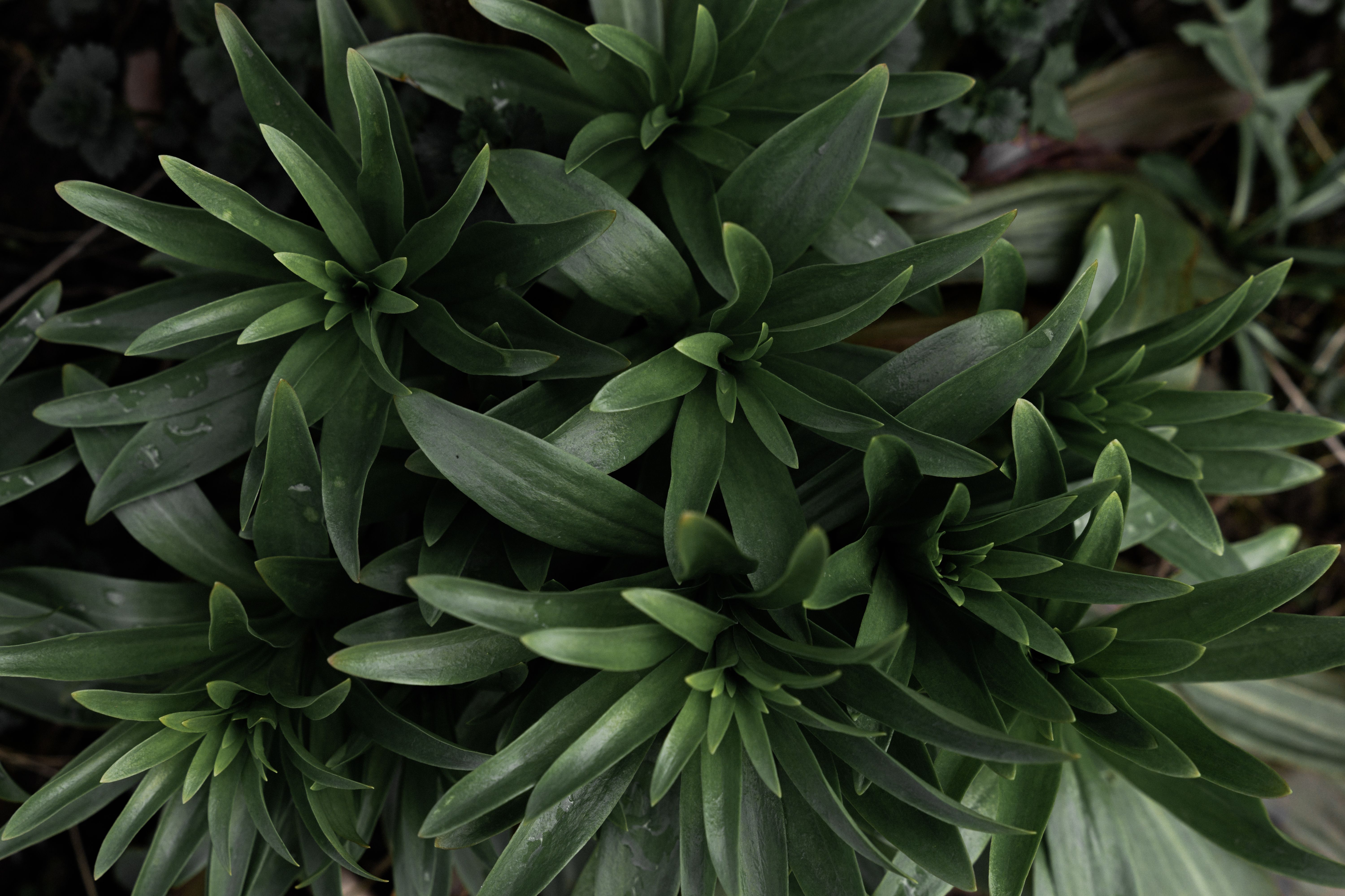 Visão detalhada de folhagem verde exuberante, perfeita para temas de decoração natural.