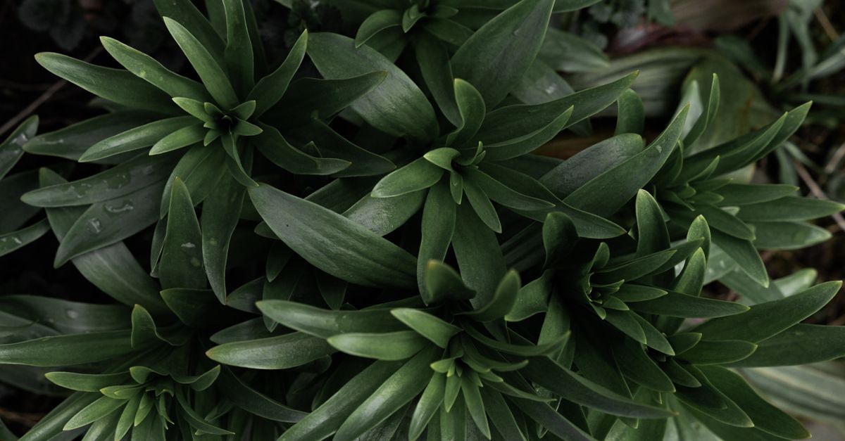 Visão detalhada de folhagem verde exuberante, perfeita para temas de decoração natural.