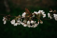 Blooming Flowers on a Cherry Tree Branch
