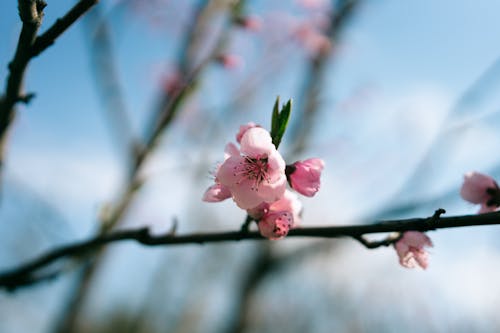 Pink Cherry Blossom Flowers on the Twig in Close-up Photography