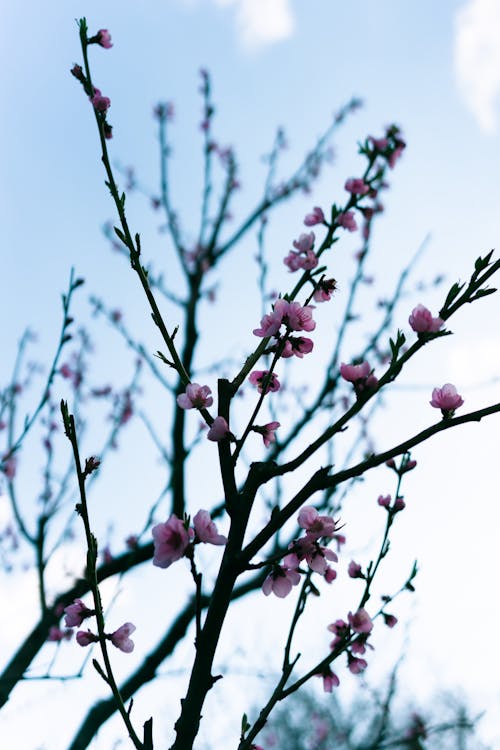 Pink Cherry Blossoms on the Twig of a Plant