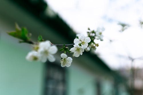 Close up of Blossom