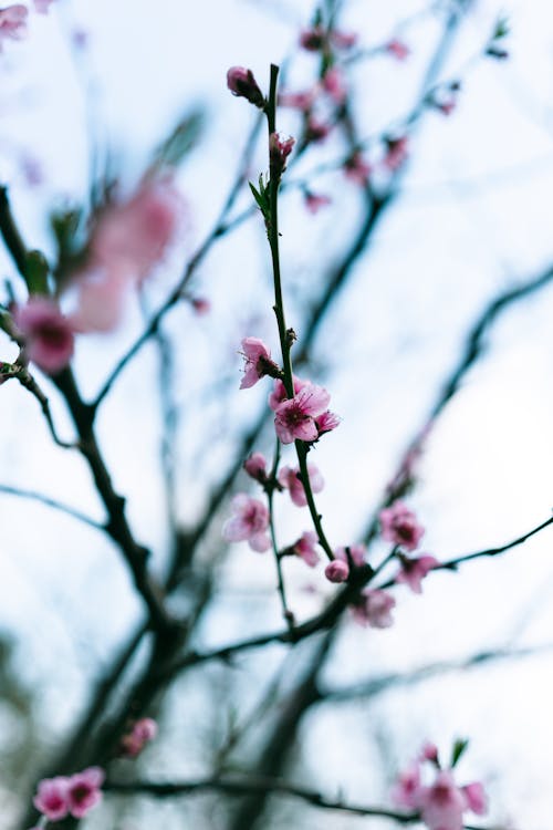 Pink Flowers of a Cherry Blossom Shrub