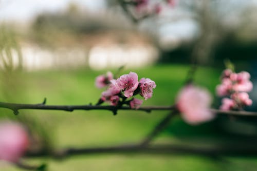 ピンクの花, 小枝, 桜の無料の写真素材
