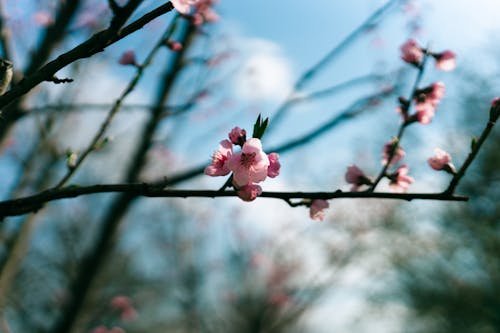 Безкоштовне стокове фото на тему «весна, вишневий цвіт, відділення» стокове фото