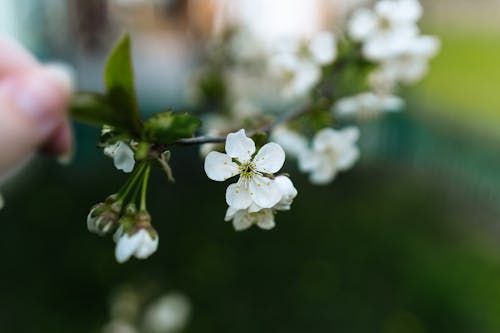 A Hand Near White Cherry Blossom Flowers 