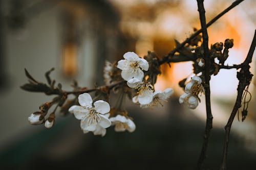 Close up of Blossoms on Branch