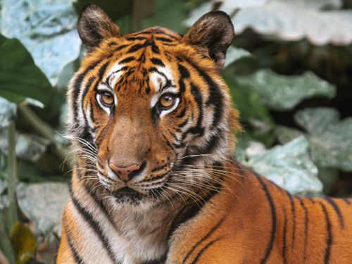 Free Close-up of majestic Bengal tiger amidst lush leaves, showcasing its striking striped coat. Stock Photo