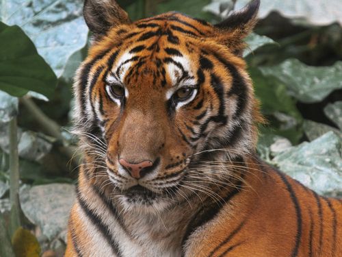 Free Stunning detailed shot of a tiger nestled among greenery, showcasing its wild beauty. Stock Photo