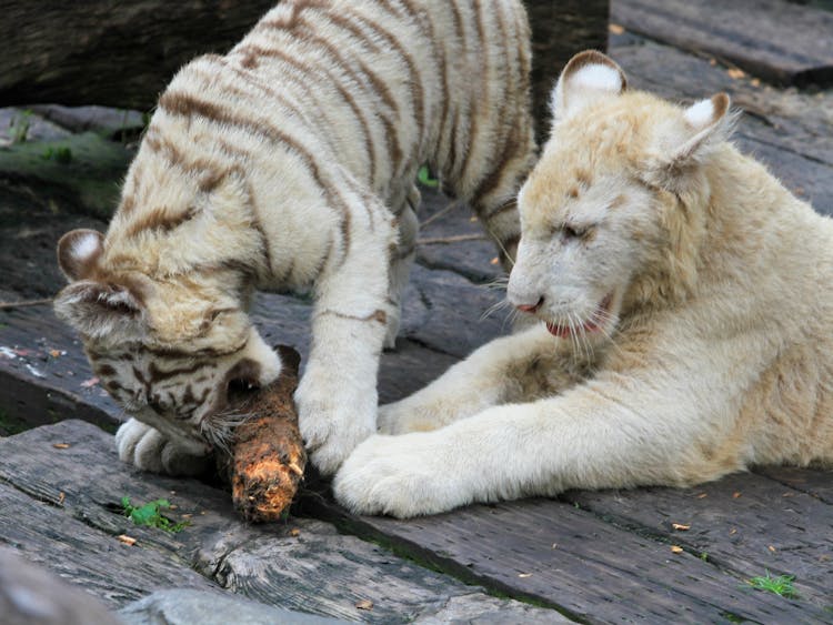 Young Tiger And Lion Playing With Wood Chunk