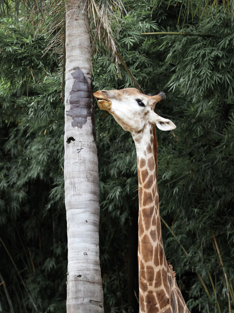 Giraffe Next To A Tree