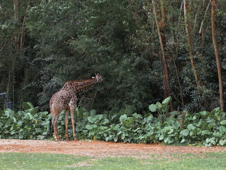 Giraffe Eating Tree Leaves 