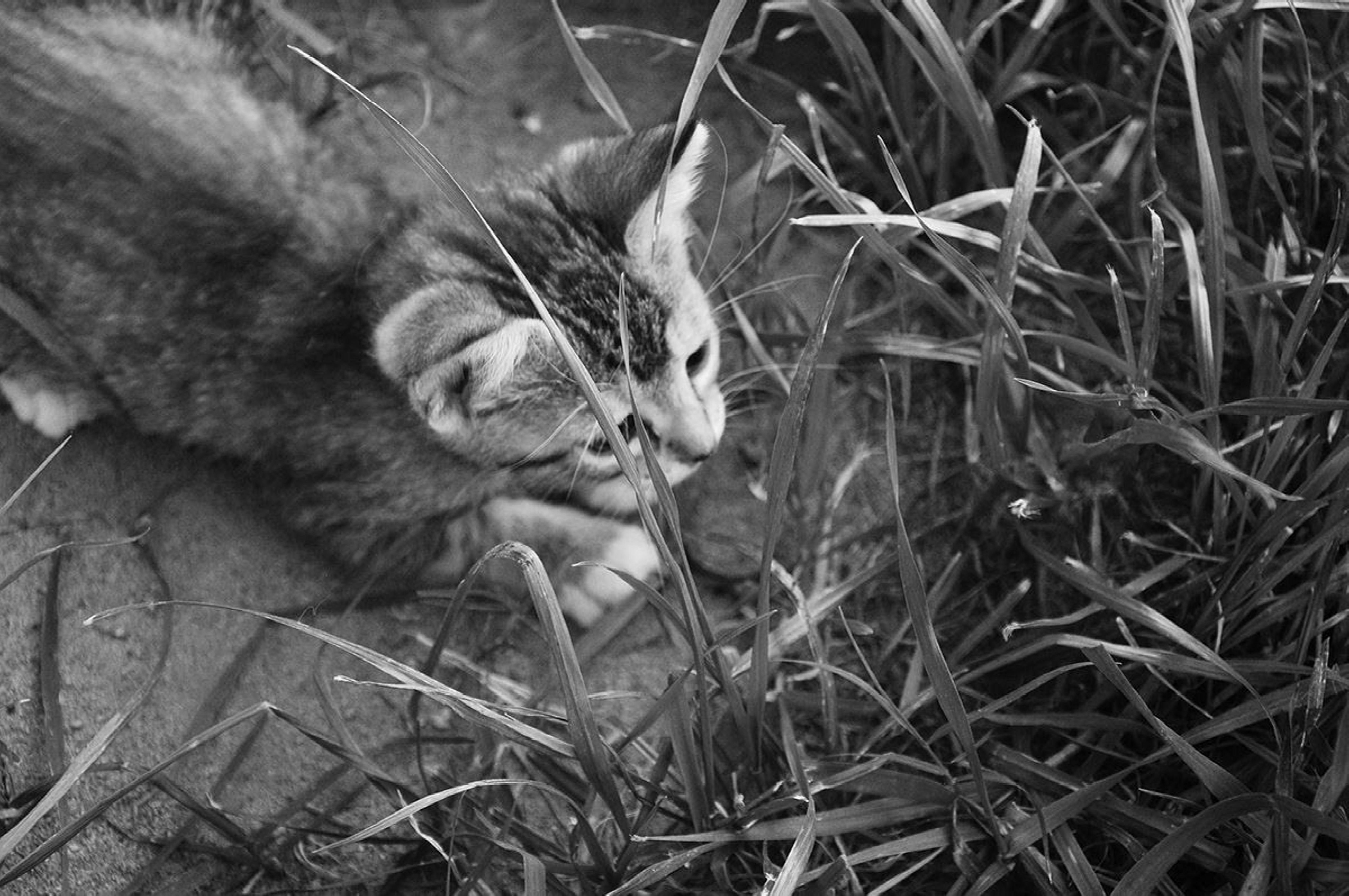 Free stock photo of animal, black and white, kitten