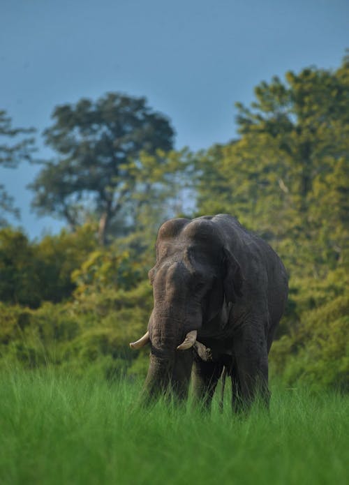 Gratuit Photos gratuites de animal, arbres verts, éléphant Photos