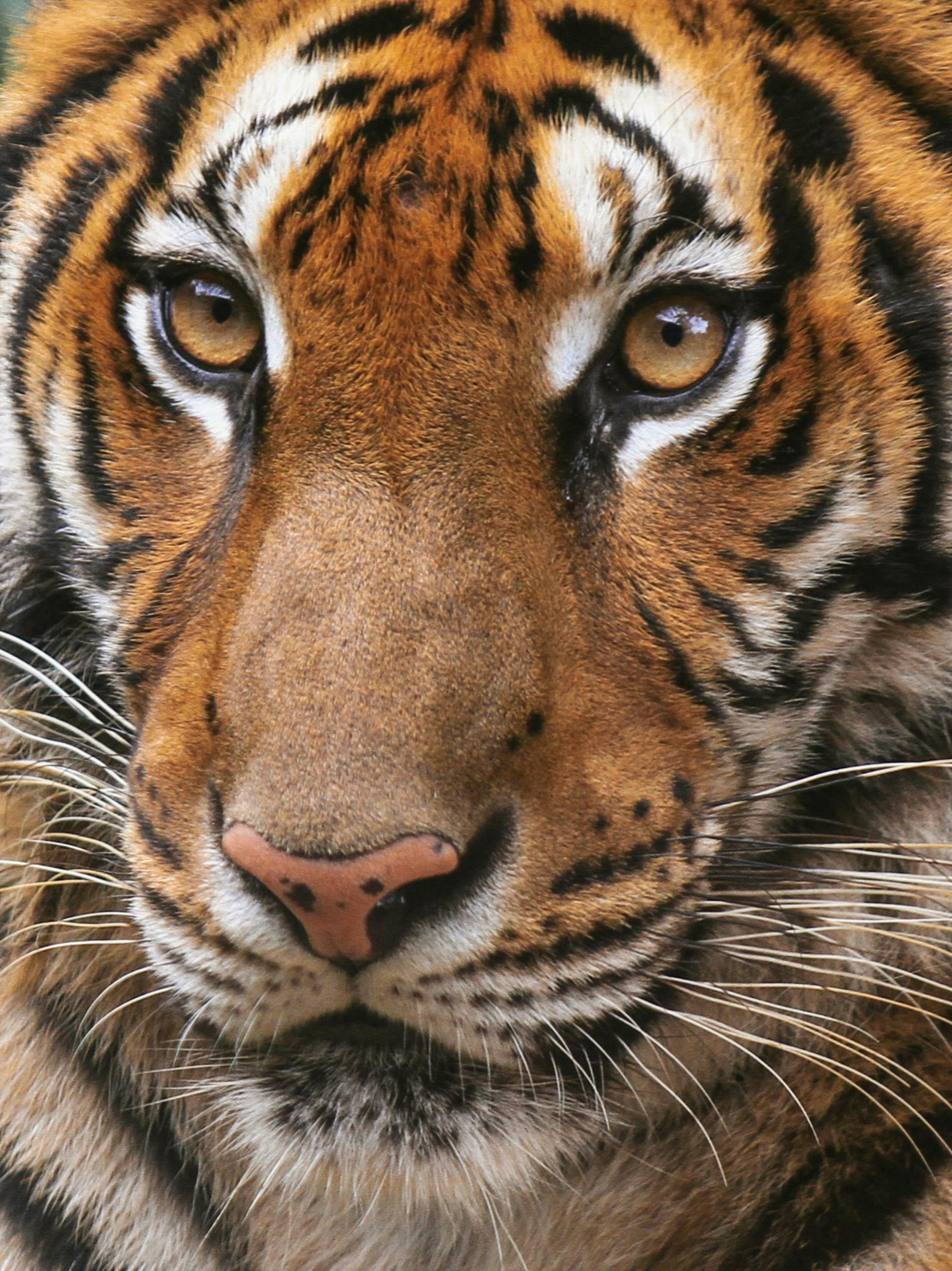 Mời tải về Hình nền con hổ cực đẹp cho máy tính - Trung Cấp Nghề Thương Mại  Du Lịch Thanh Hoá
