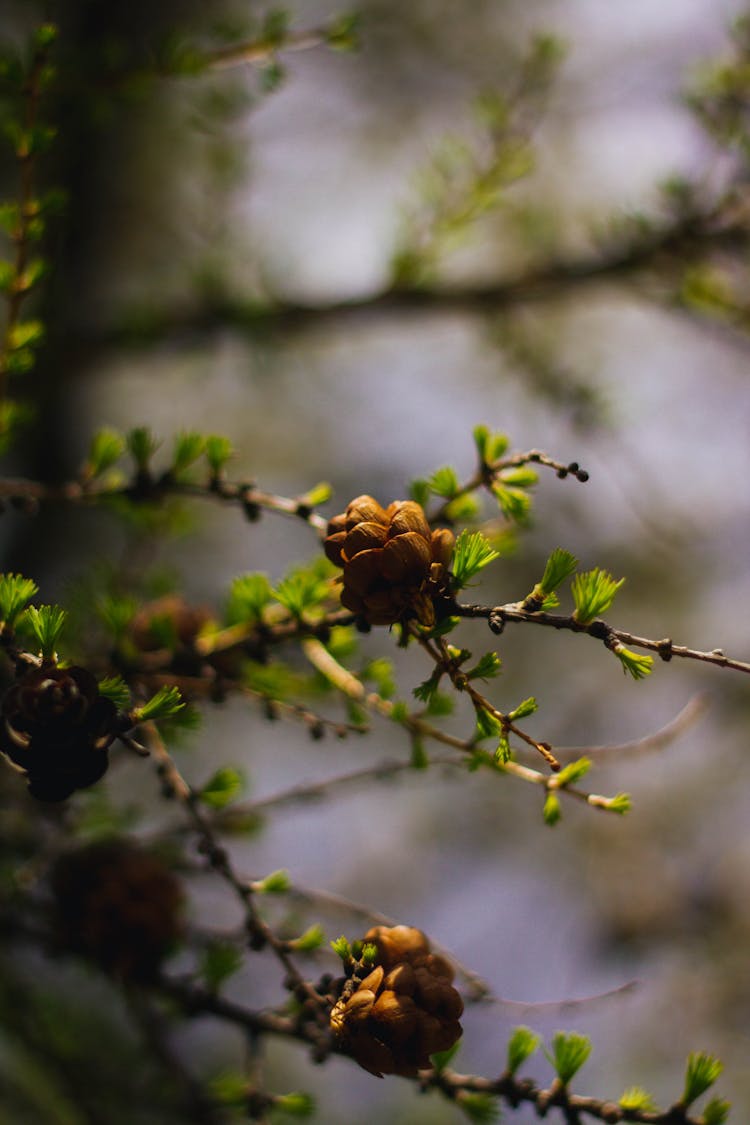 Closeup Of A Larch Tree Branch With Cones