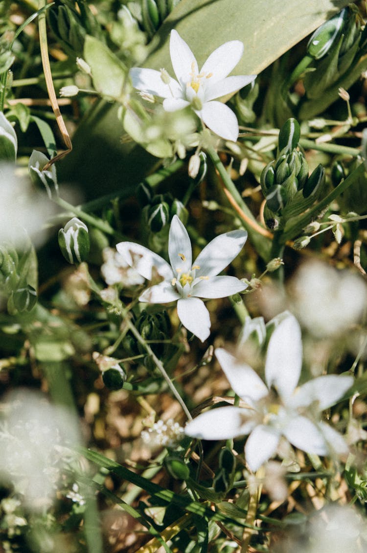 Garden Star Of Bethlehem Plant In Close-up Photography