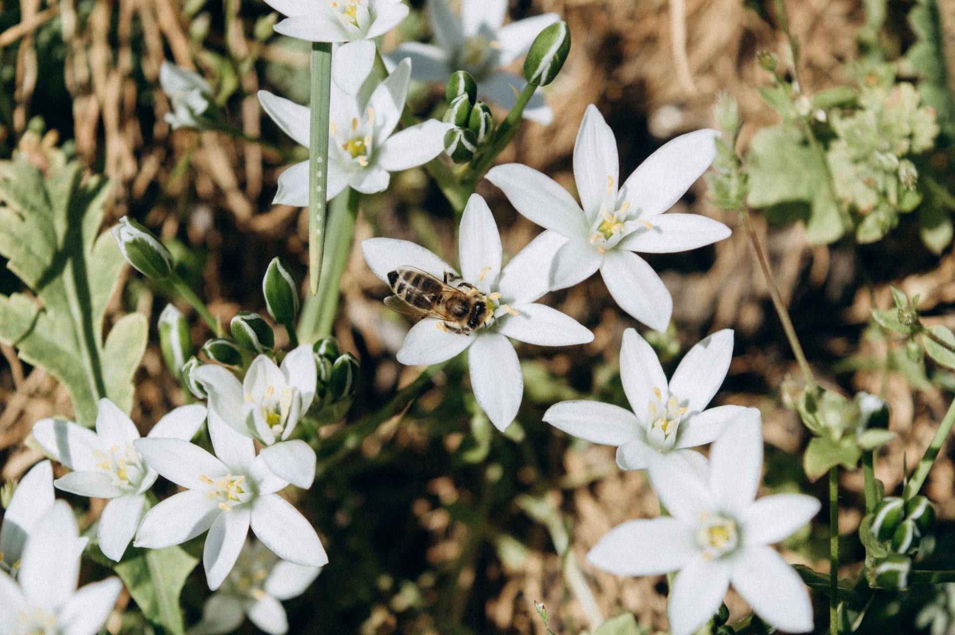 A bee pollinating delicate white Star of Bethlehem flowers in a natural setting.