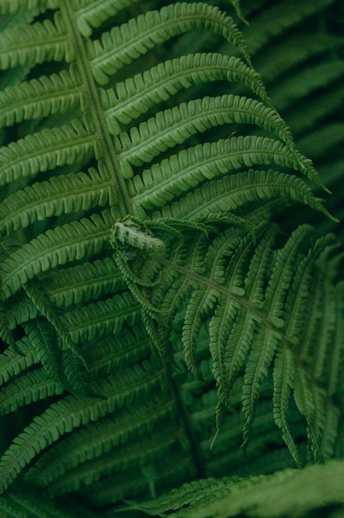 垂直拍摄, 植物摄影, 特写 的 免费素材图片
