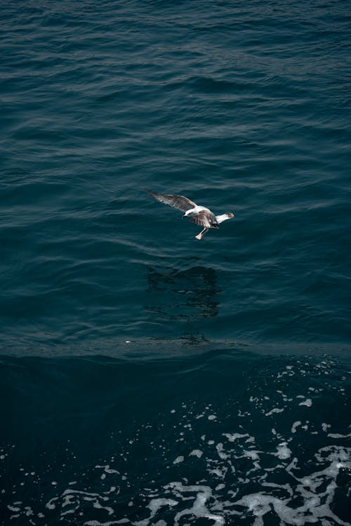 Photo of Bird Flying over the Sea