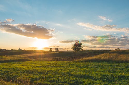 Green Grass Under Blue Skies