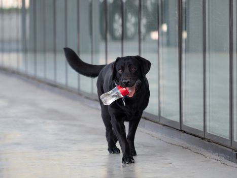 Labrador retriever holding a plastic bottle outdoors reflecting environmental awareness.