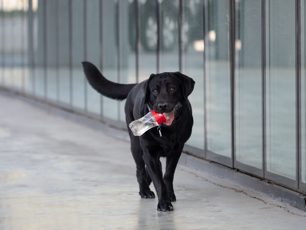 labrador retriever holding a plastic bottle outdoors reflecting enviro