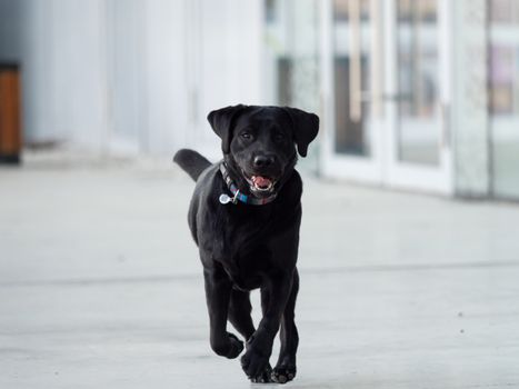Charming black Labrador Retriever joyfully running indoors with a playful expression.