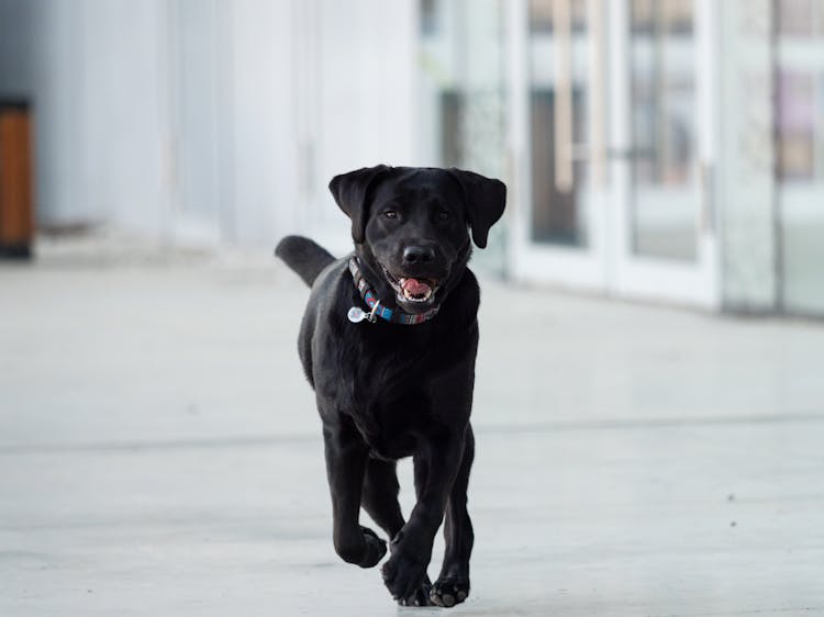 Black Labrador Retriever Running On The Street