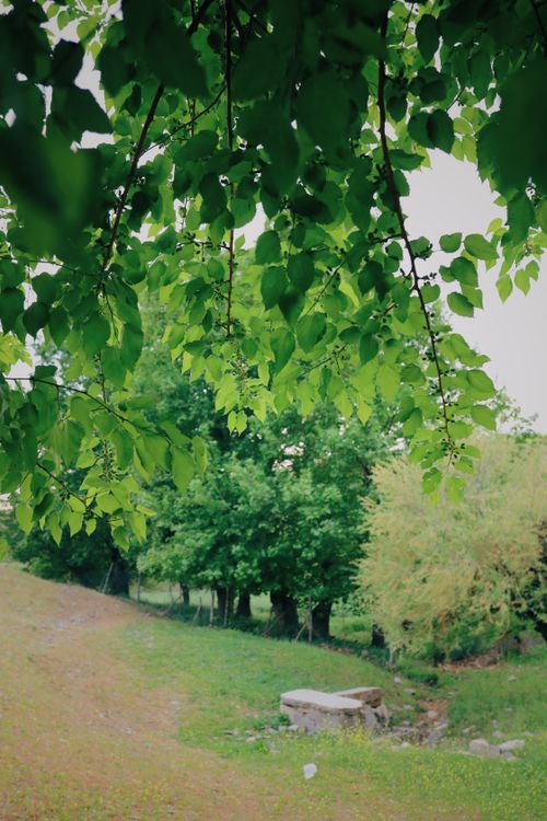 Free A tranquil forest scene featuring a lush green canopy and vibrant undergrowth during daytime. Stock Photo