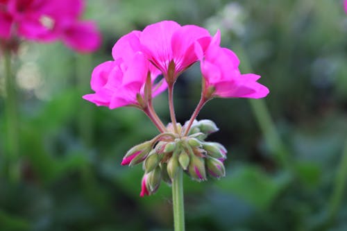 Gratis stockfoto met bloemen, fabrieken, geraniaceae