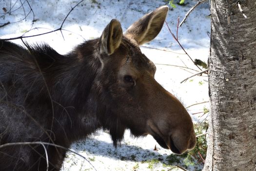 Close-up portrait of a moose in a snowy forest in Quebec, Canada, showcasing wildlife beauty.