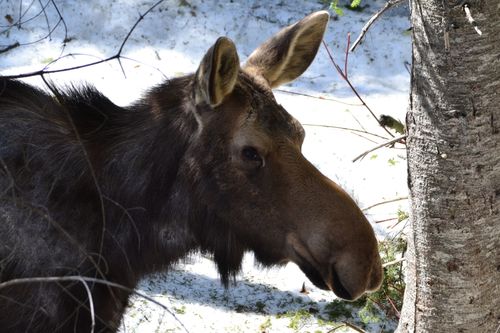 Free Close-up portrait of a moose in a snowy forest in Quebec, Canada, showcasing wildlife beauty. Stock Photo