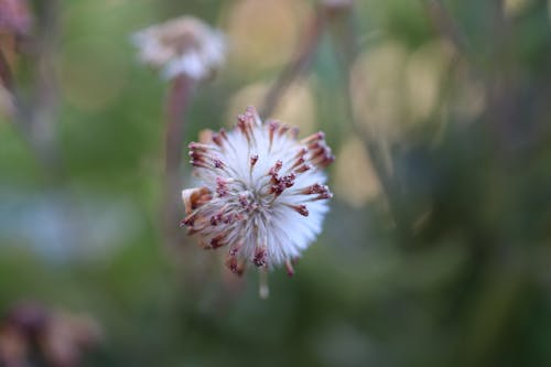 Gratis stockfoto met Afrikaans madeliefje, afrikaanse madeliefjes zaden, bruin