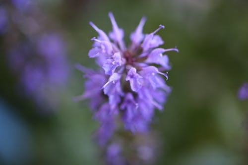 Gratis stockfoto met bloem, detailopname, engelse lavendel